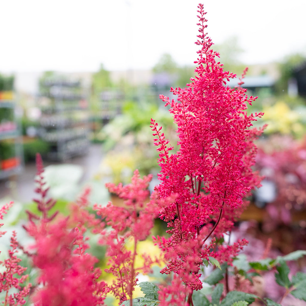 Montgomery Astilbe