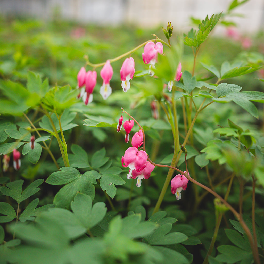 bleeding heart philodendron Pink Bleeding Heart