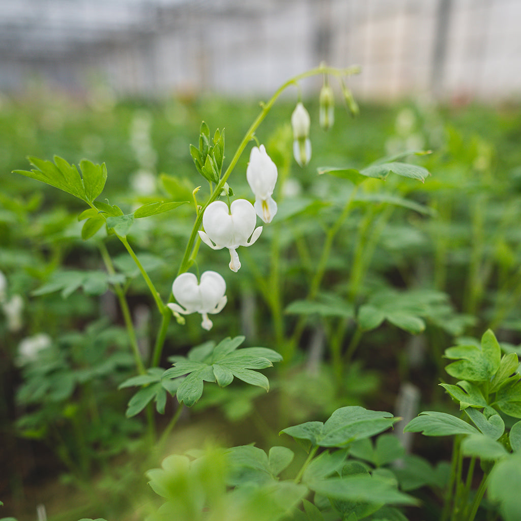 White Bleeding Heart
