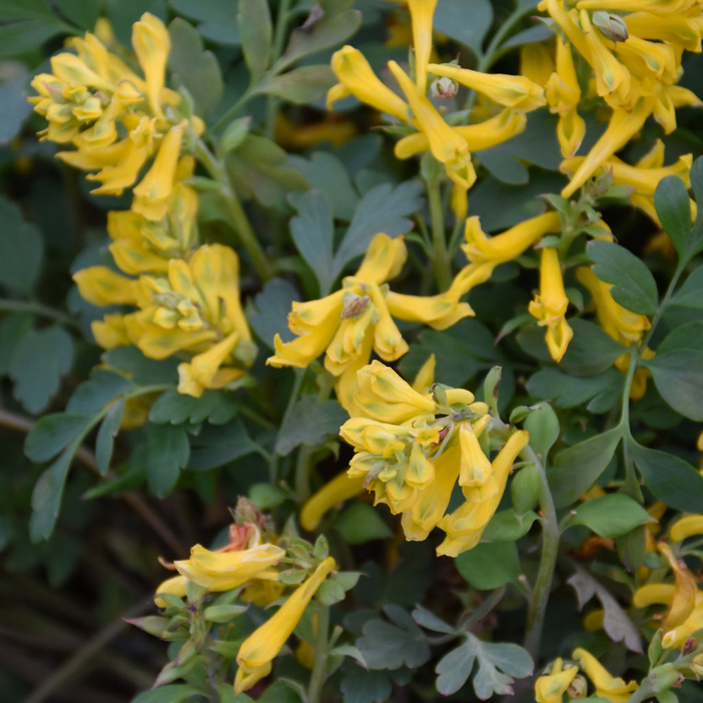 Canary Feathers Corydalis # 1 CG