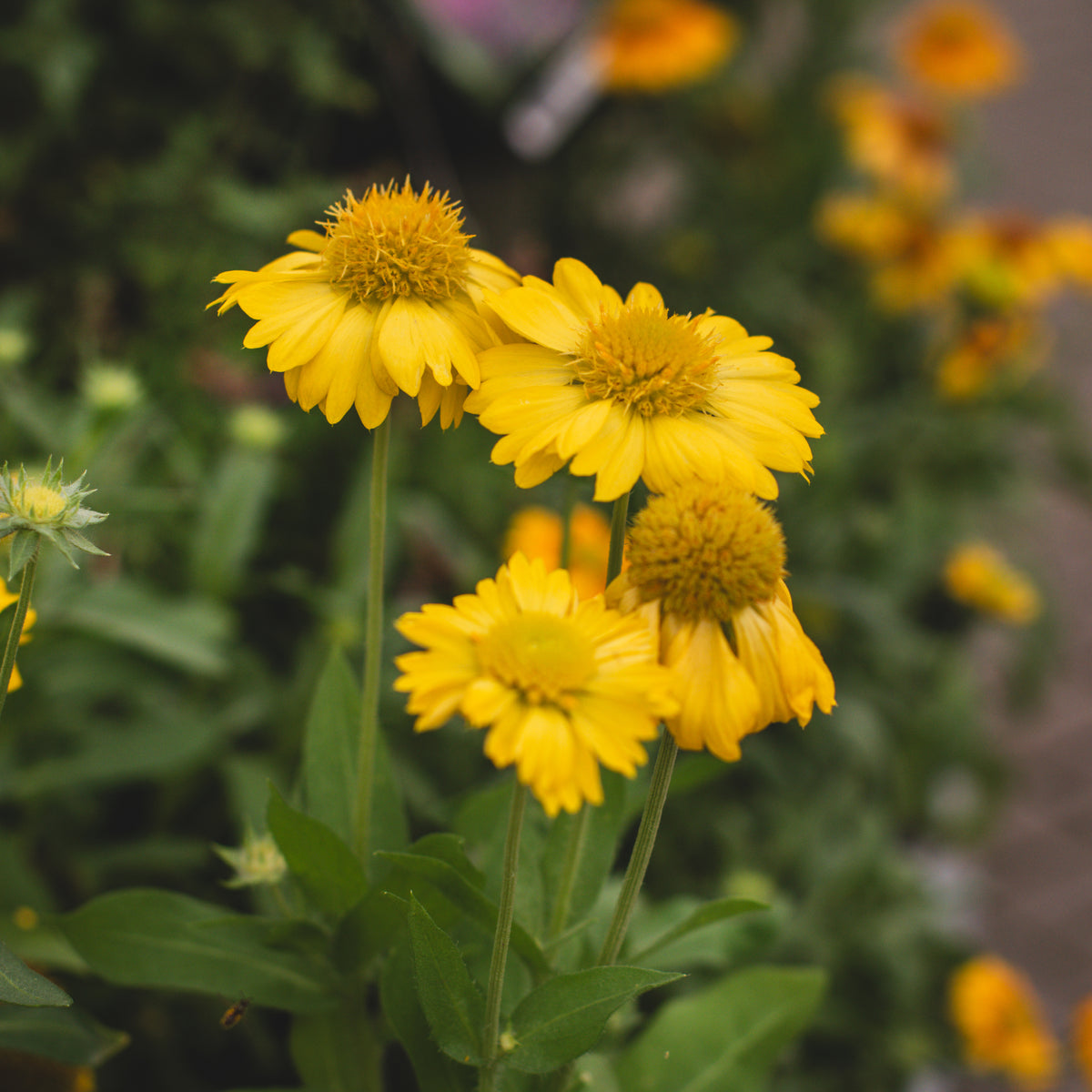 Arizona Apricot Blanket Flower # 1 CG