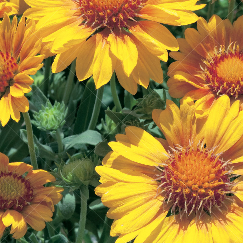 Arizona Apricot Blanket Flower # 1 CG