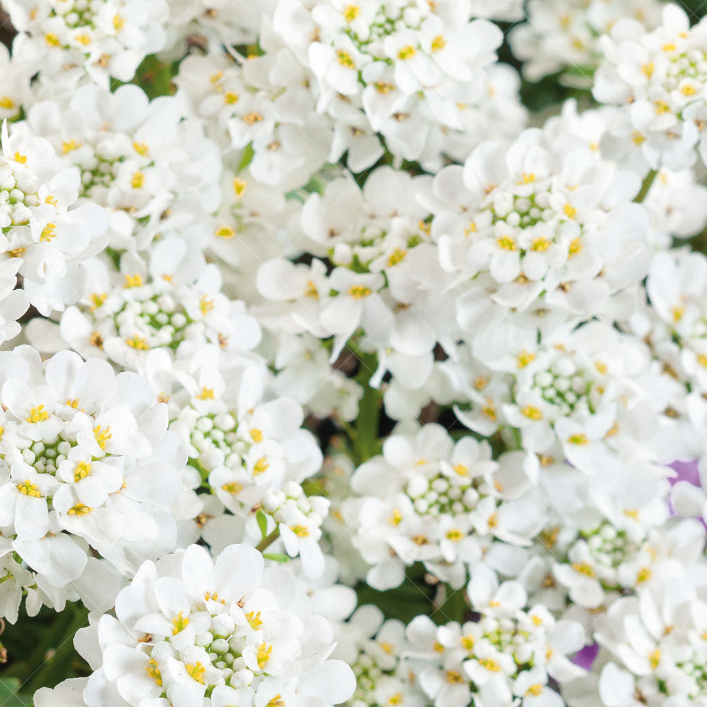 Purity Candytuft # 1 CG