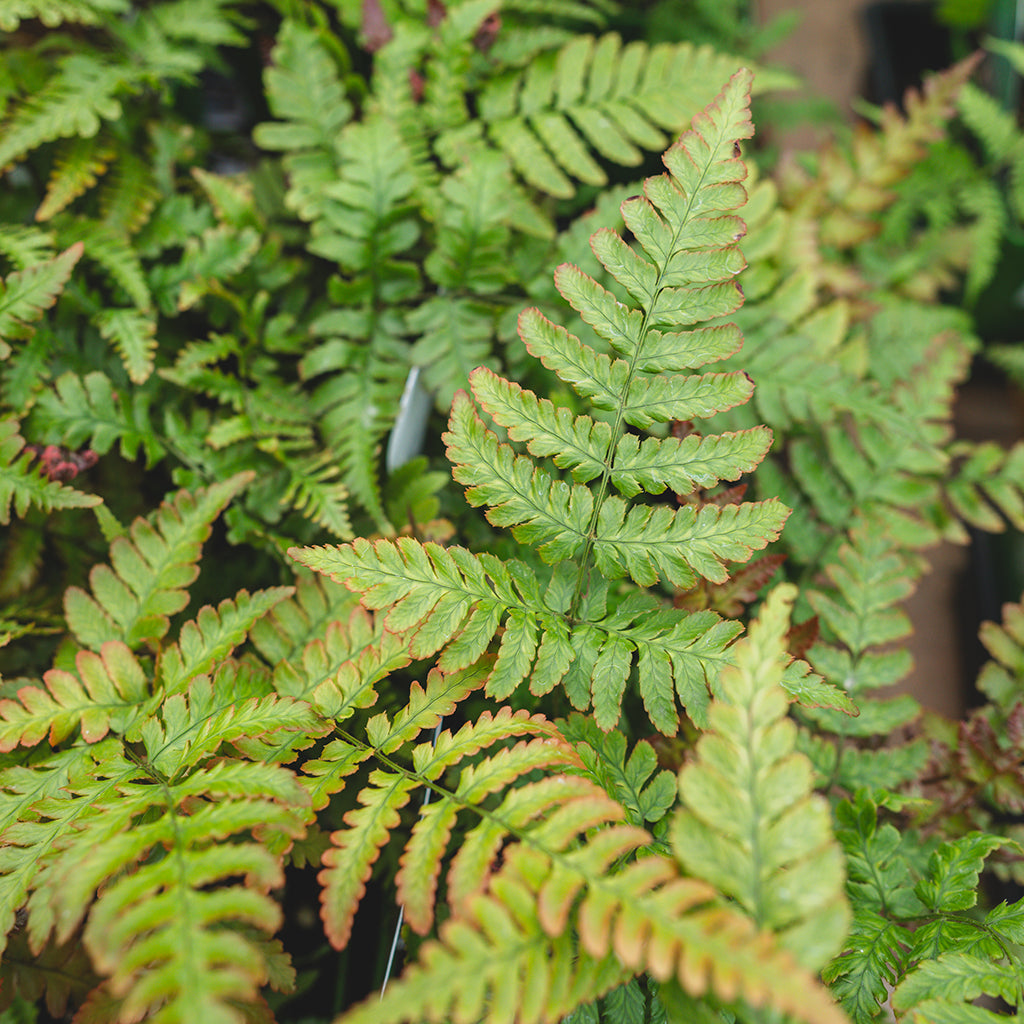Brilliance Japanese Shield Fern