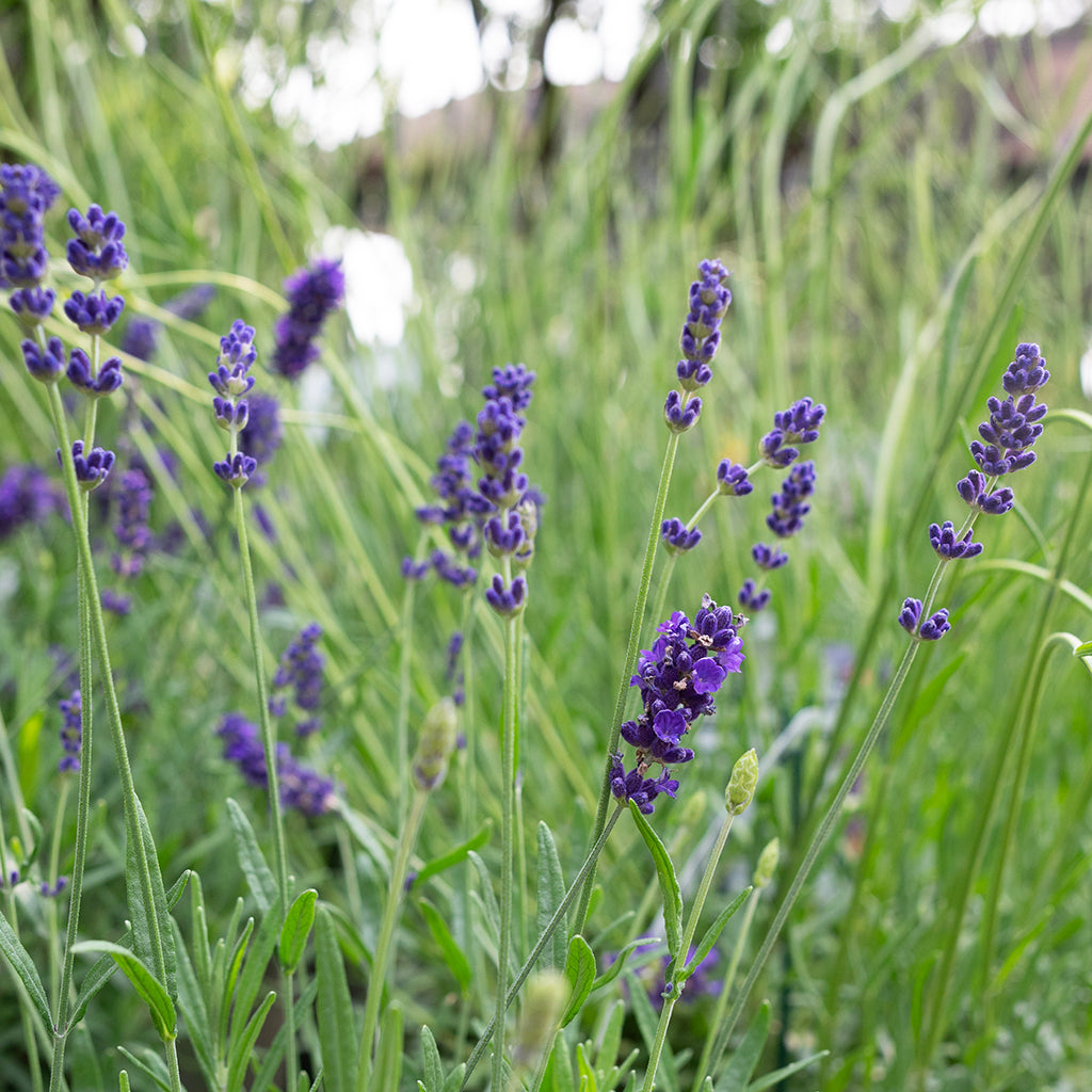 buy hidcote lavender plants Hidcote Lavender # 1 Container