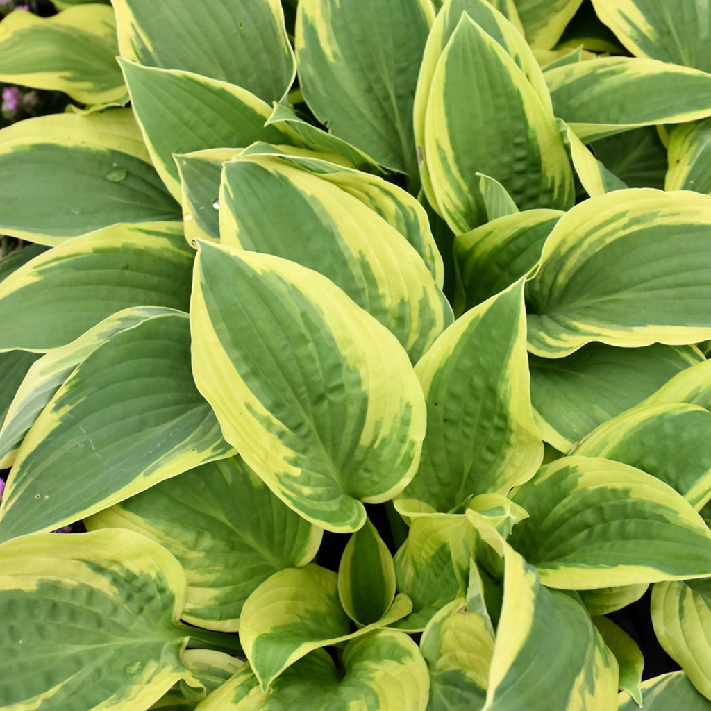 Wide Brim Hosta # 1 CG