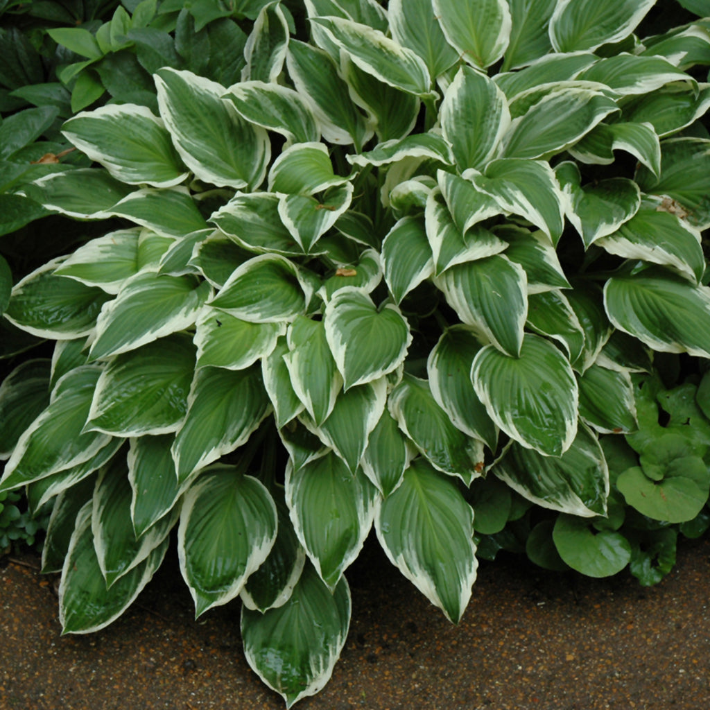 So Sweet Hosta