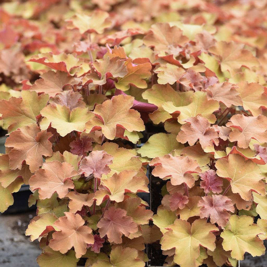Caramel Coral Bells