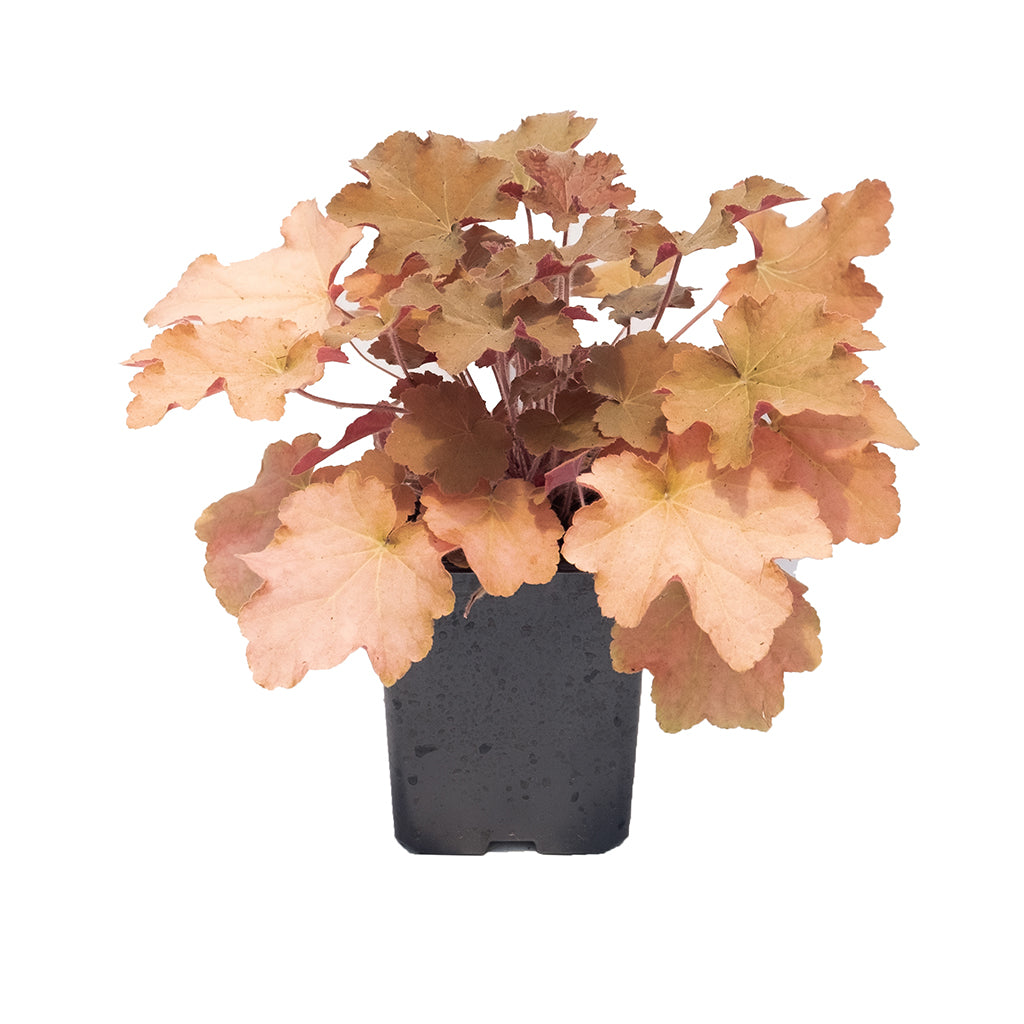 Caramel Coral Bells
