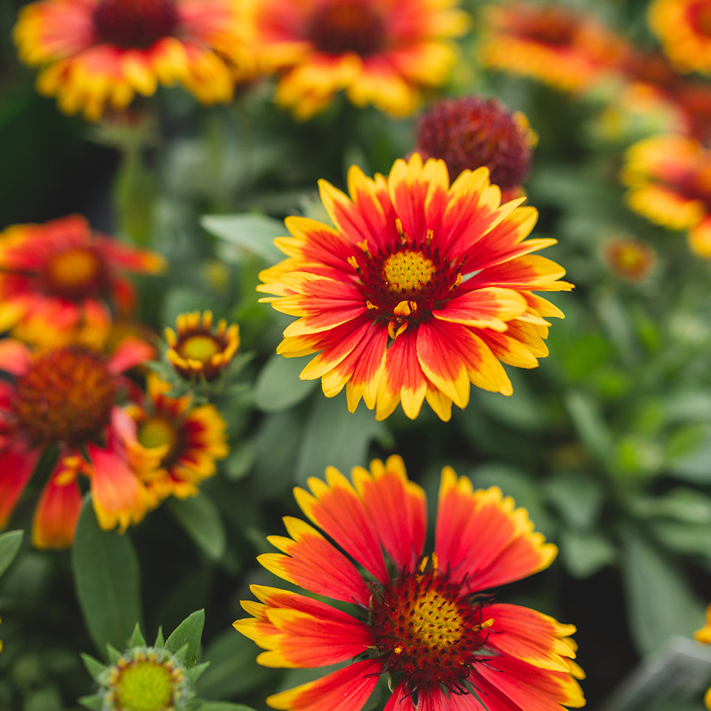 Arizona Sun Blanket Flower #1 CG