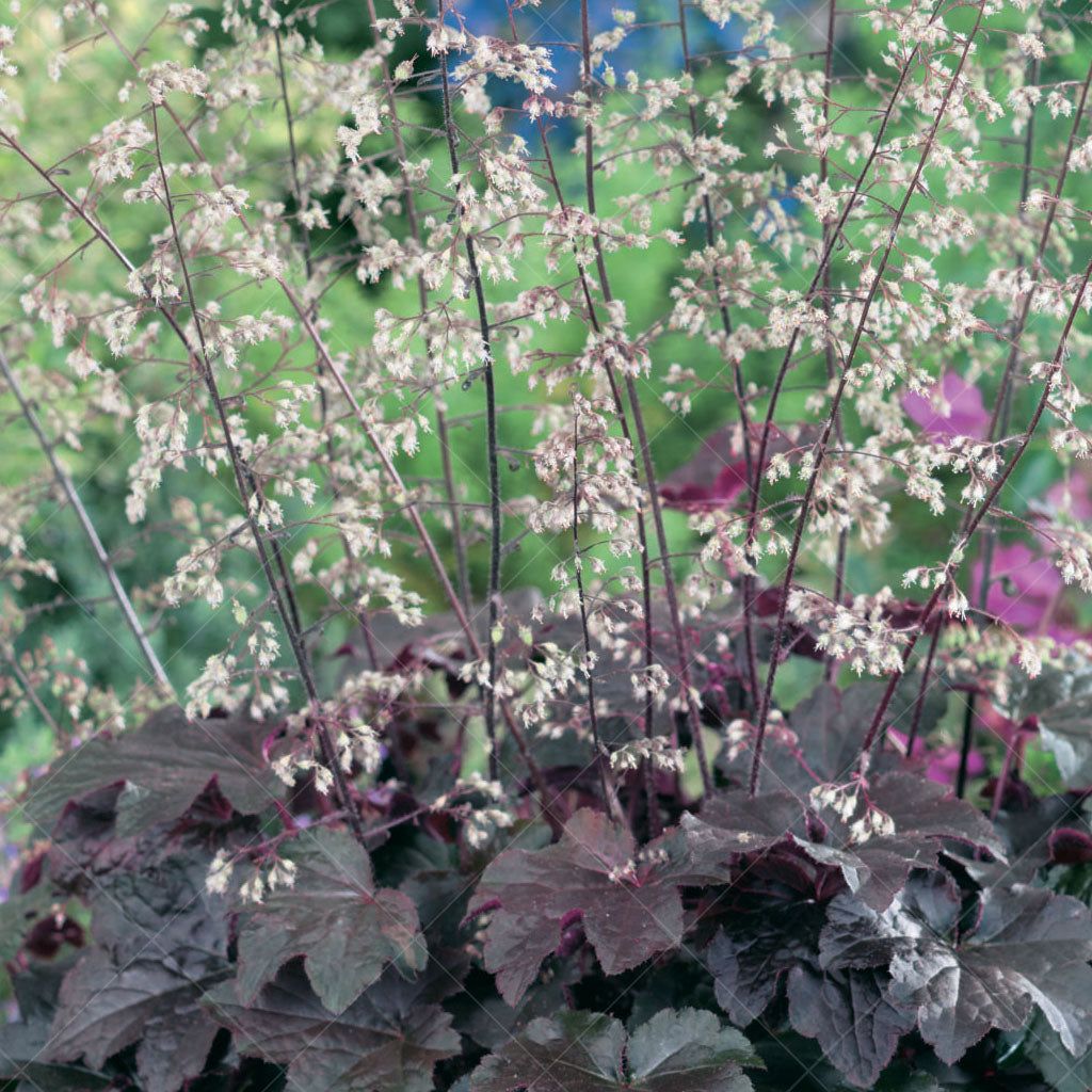 Purple Palace Coral Bells