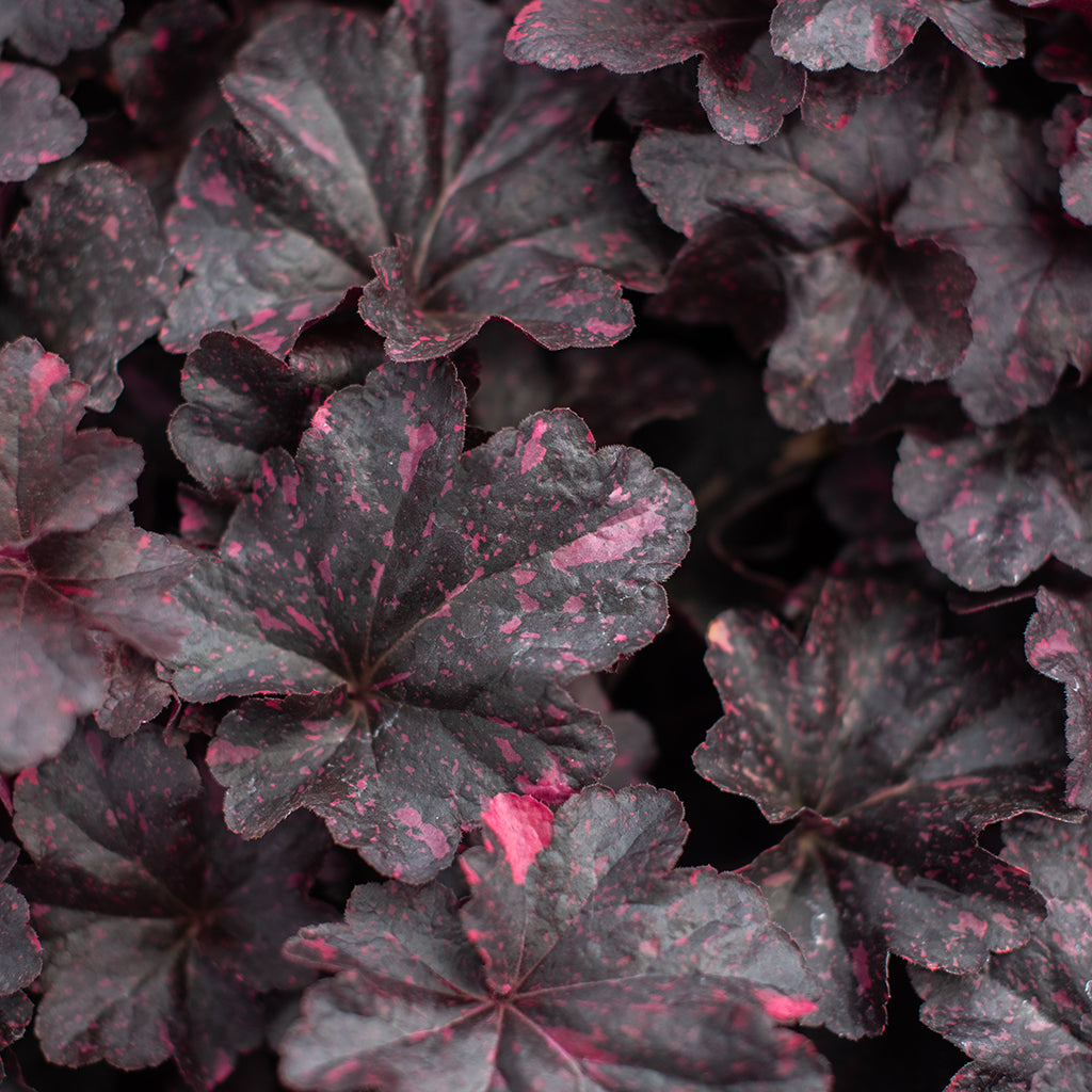 Midnight Rose Coral Bells