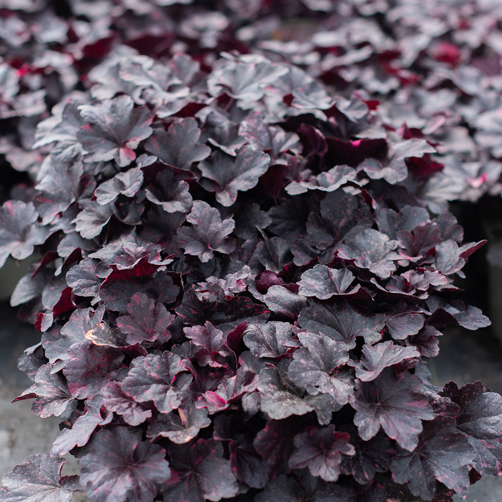 Midnight Rose Coral Bells