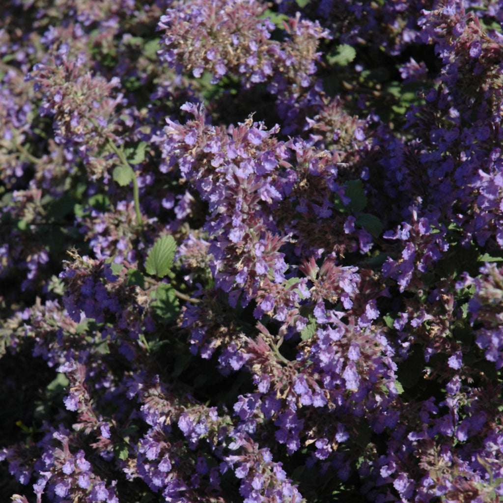 Walker's Low Catmint # 1 CG
