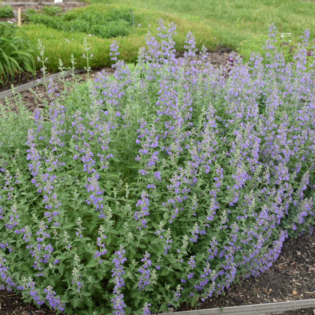 Walker's Low Catmint # 1 CG
