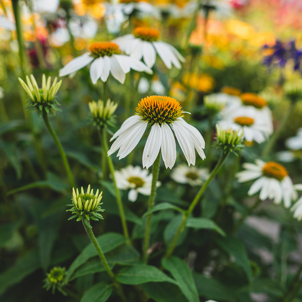 Powwow White Coneflower # 1 CG