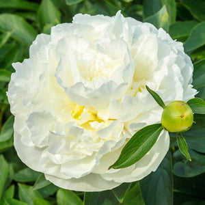 The enchanting fragrance of its blooms adds an extra layer of allure to your garden. With its low-maintenance nature and ability to withstand different weather conditions, this peony variety is a reliable choice. Ideal for zones 3-8. 