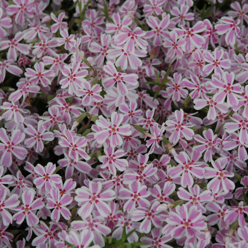 Candy Stripe Creeping Phlox # 1 CG