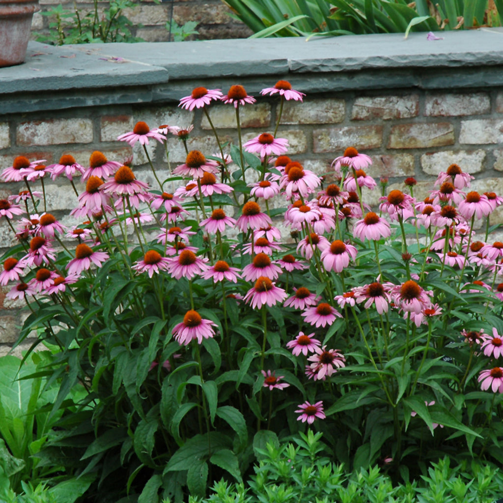 Magnus Coneflower  # 2 CG