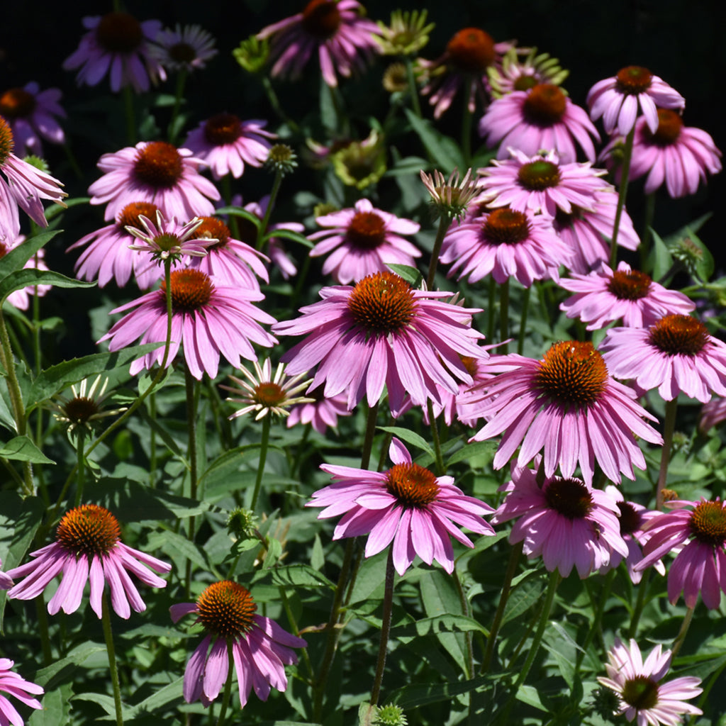 Magnus Coneflower  # 2 CG