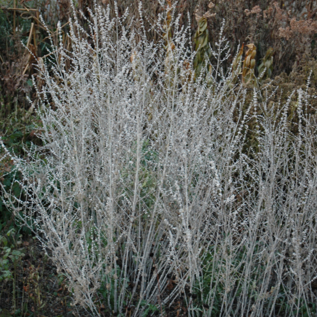 Russian Sage # 1 CG