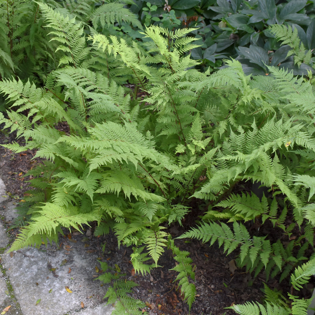 Lady In Red Lady Fern # 1 CG