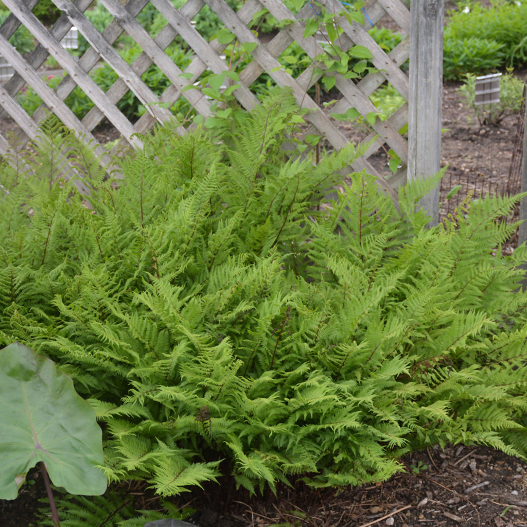 Lady In Red Lady Fern # 1 CG