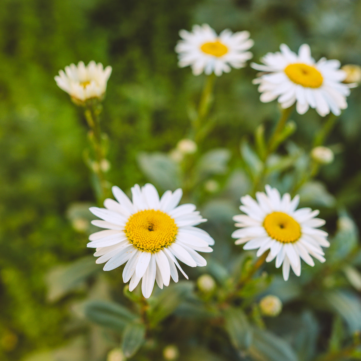 Becky Shasta Daisy # 1 CG