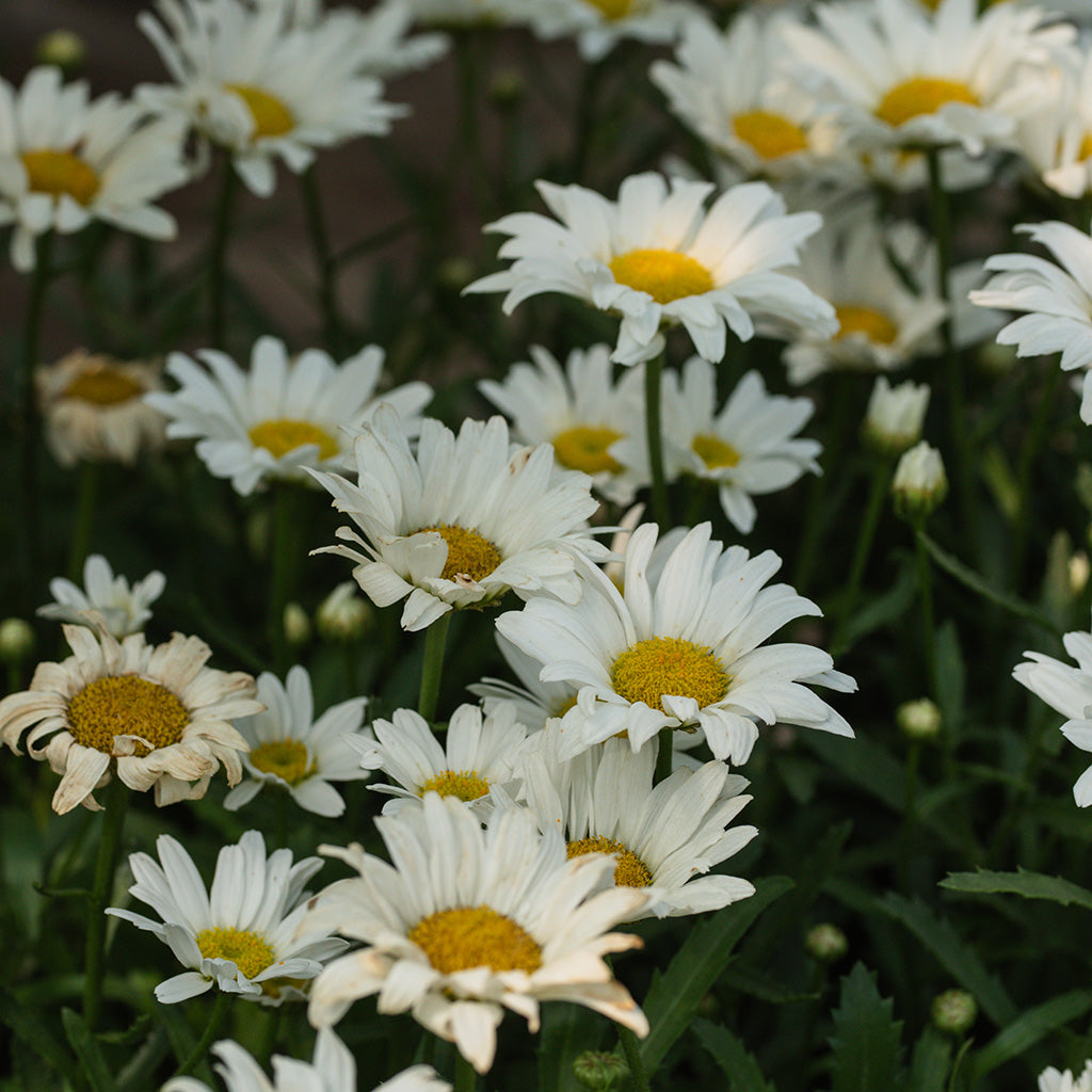 Amazing Daisies® Daisy May® Shasta Daisy Pw® # 1 PW Cont