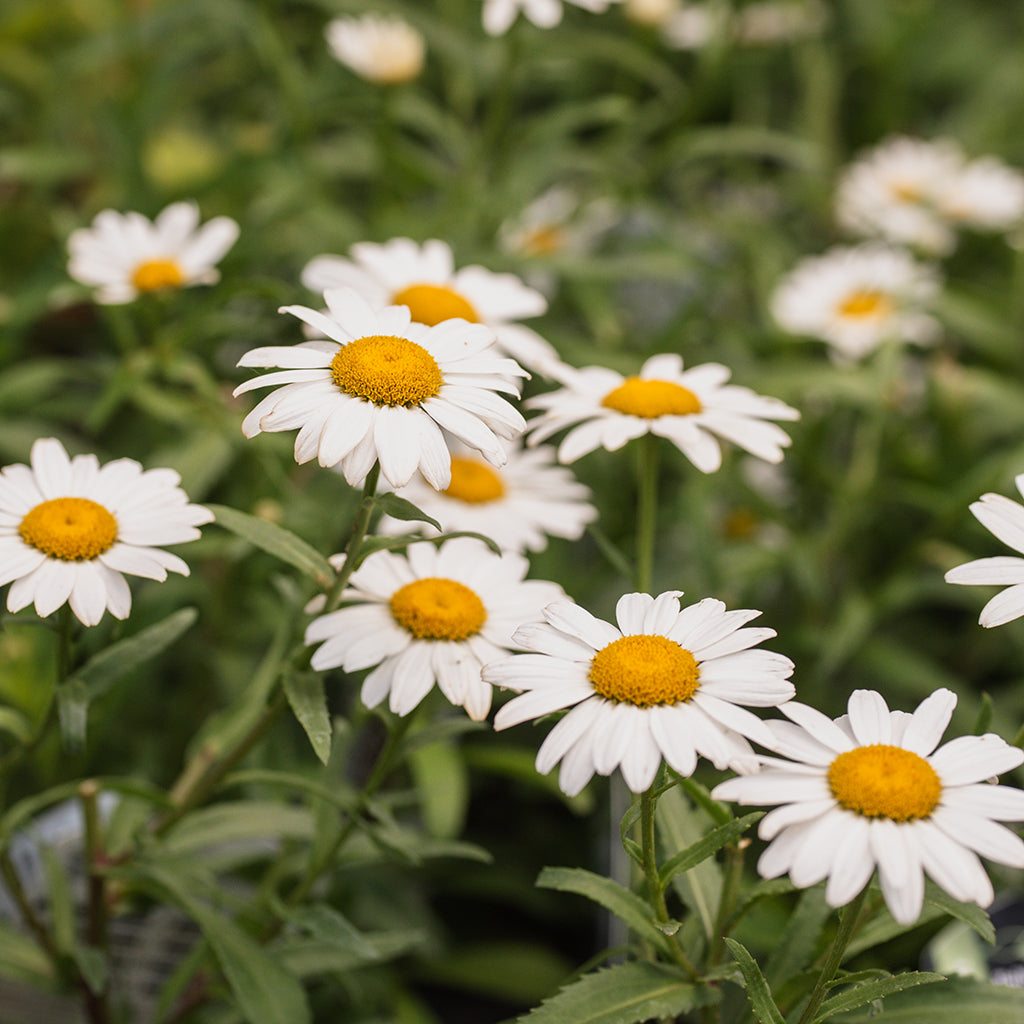 Snowcap Shasta Daisy # 1 CG