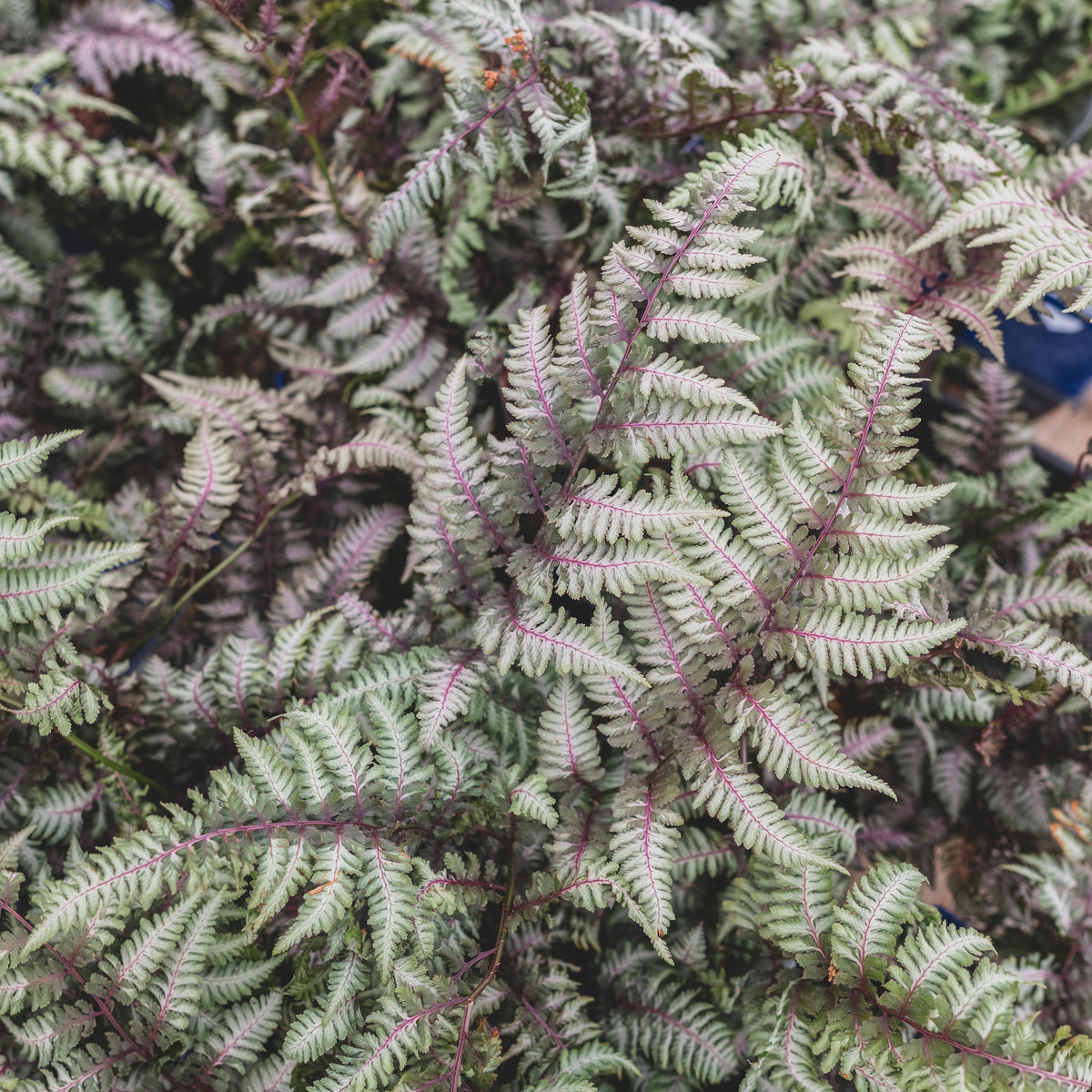 Japanese Painted Fern  # 1 Container