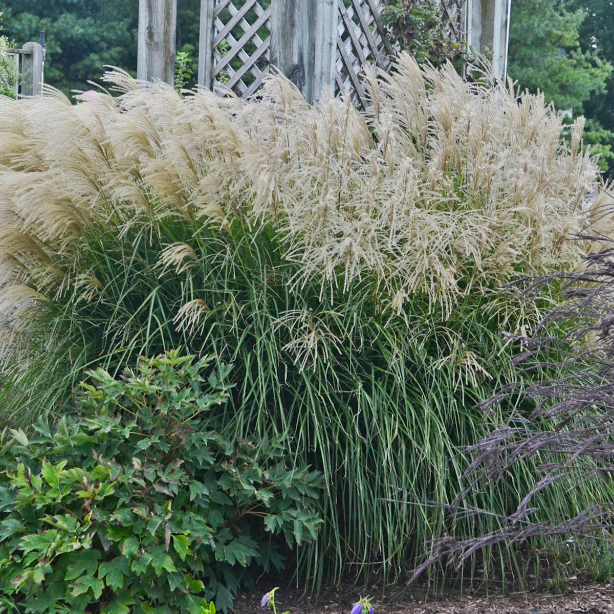 Huron Sunrise Maiden Grass