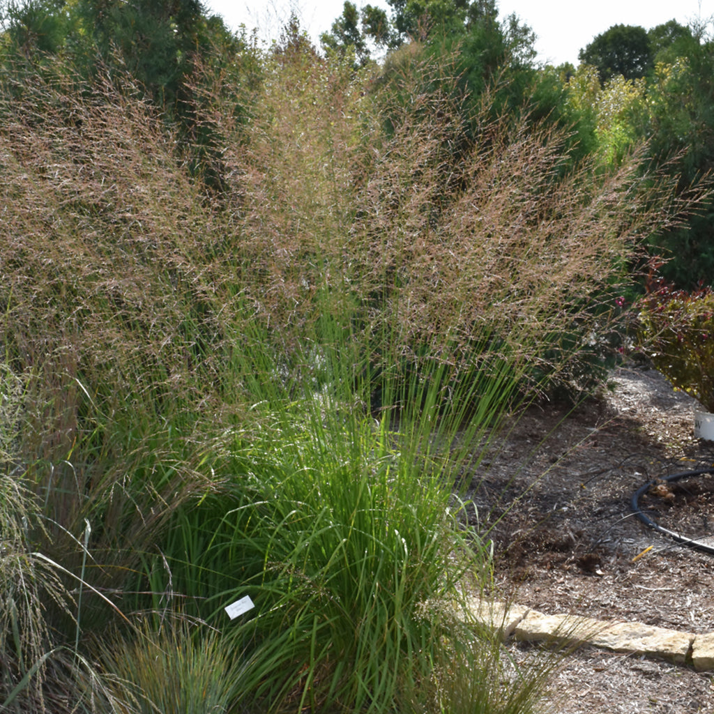 Skyracer Tall Moor Grass # 1 CG