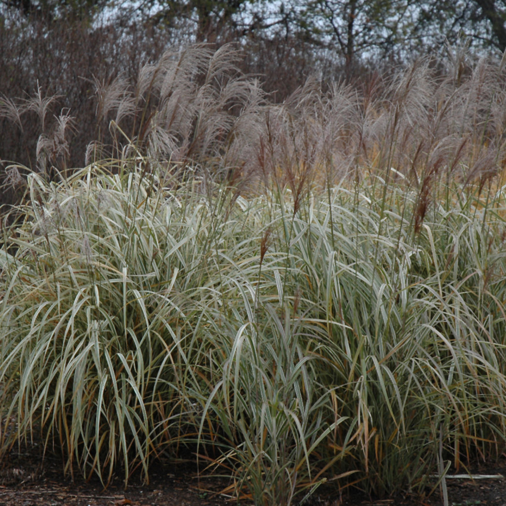 Japanese Silver Maiden Grass