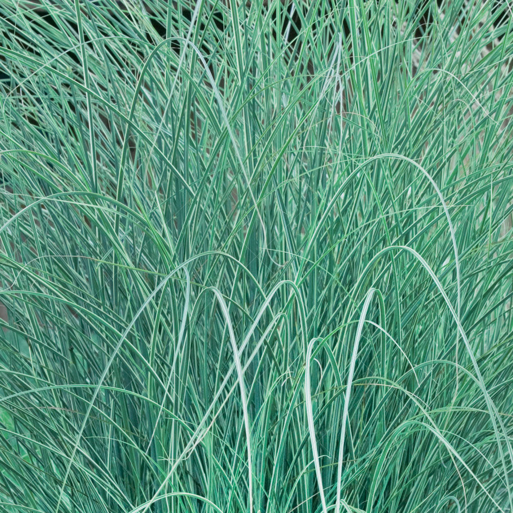 Morning Light Maiden Grass # 1 CG