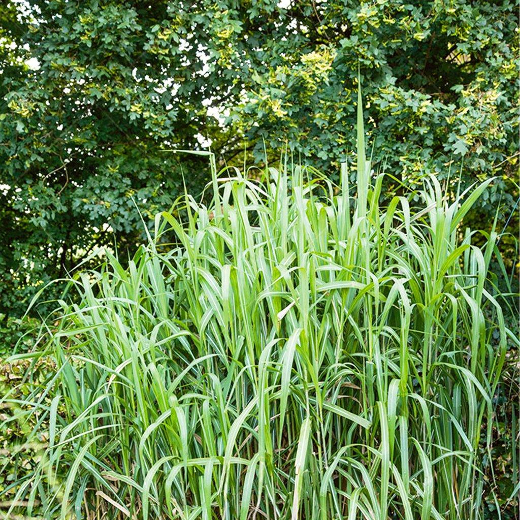 Albostriata Japanese Forest Grass