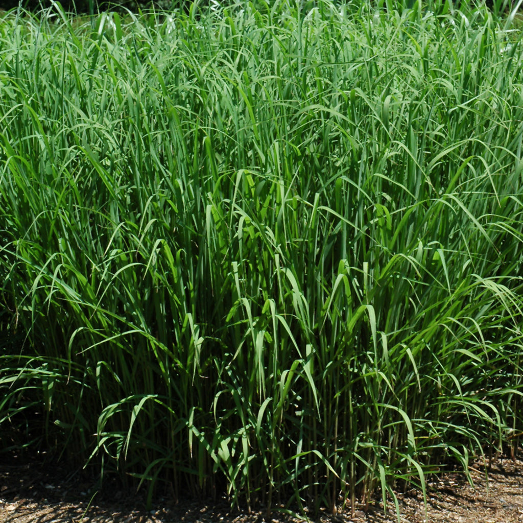 Japanese Silver Maiden Grass  # 5 CG