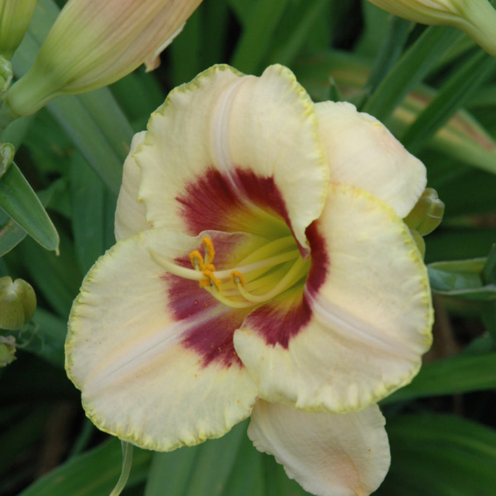 Custard Candy Daylily