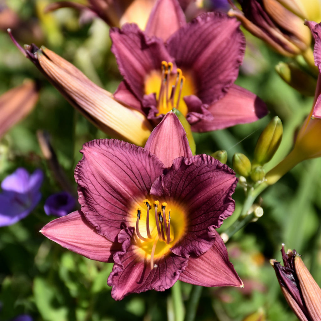 Purple D'Oro Daylily # 1 CG