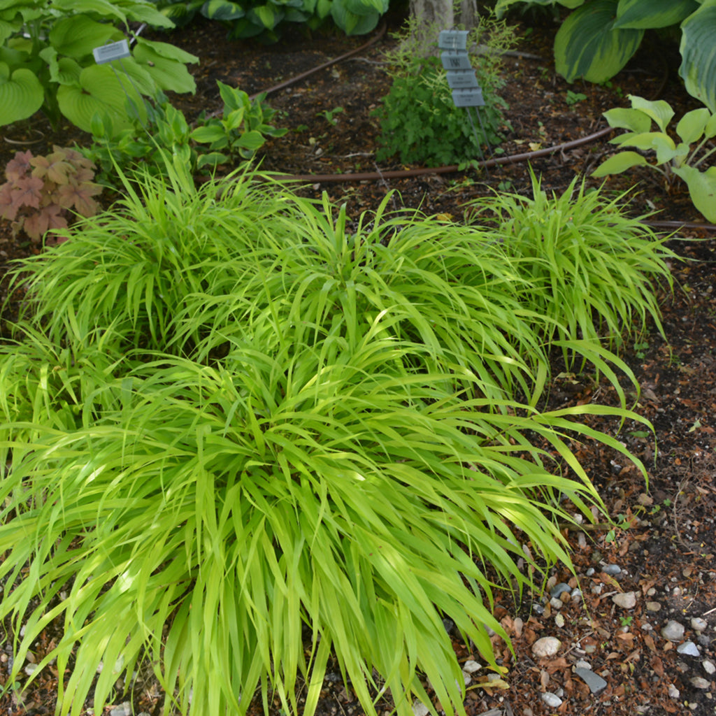 All Gold Japanese Forest Grass  # 1 SGC Cont