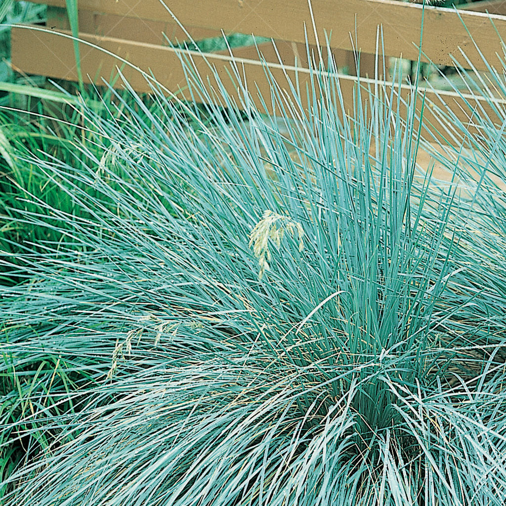 Sapphire Blue Oat Grass