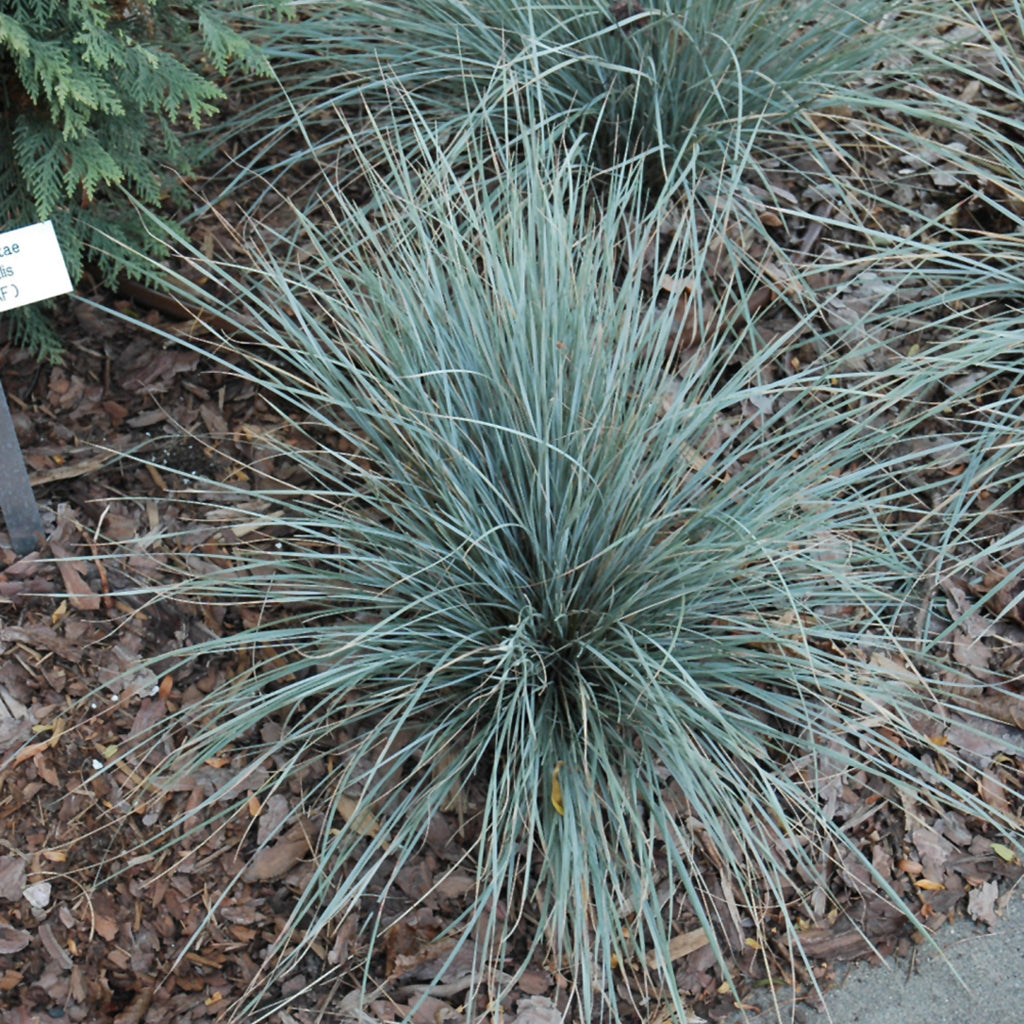 Sapphire Blue Oat Grass