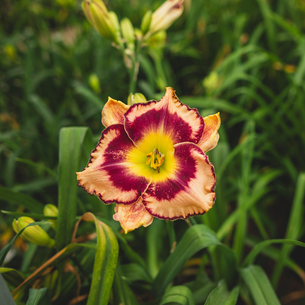 Royal Braid Daylily