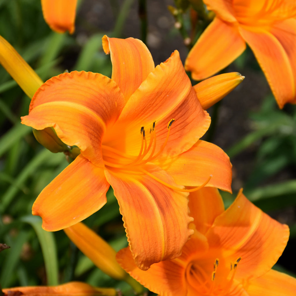 Rocket City Daylily
