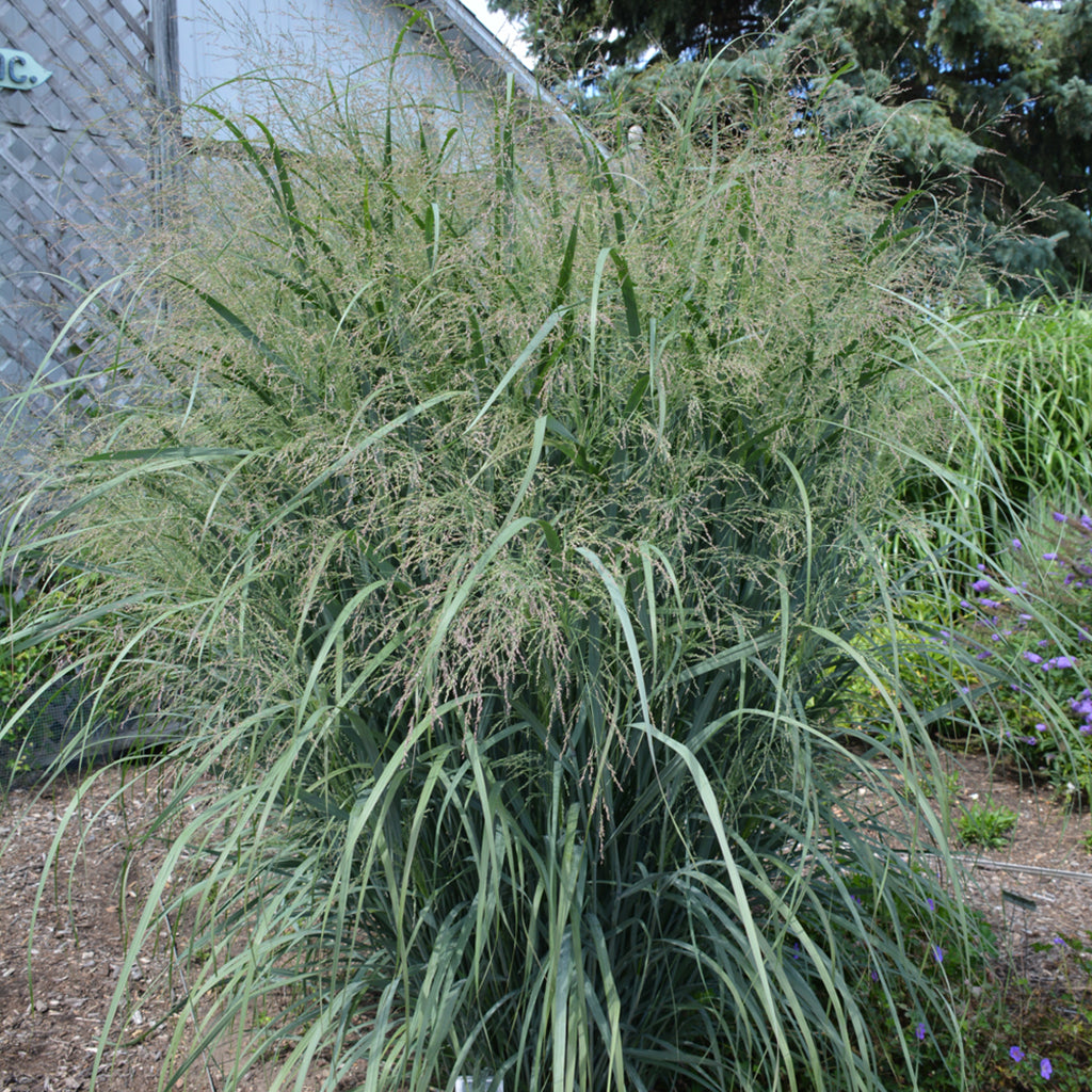 Northwind Tall Switch Grass