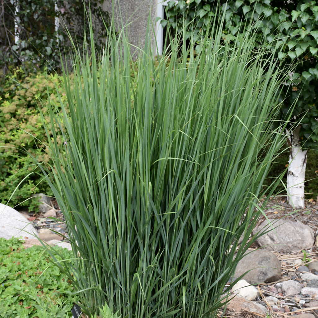 Northwind Tall Switch Grass