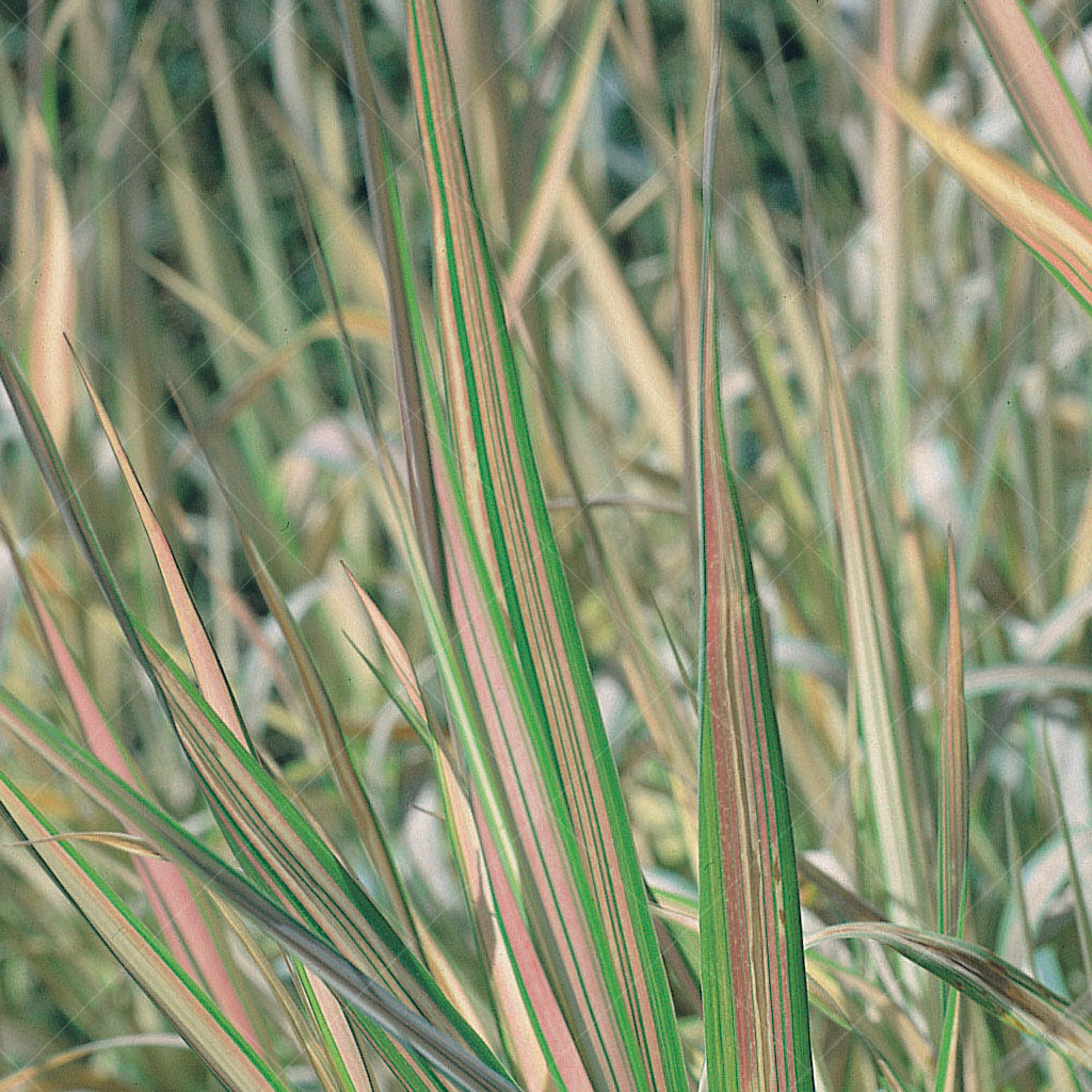 Strawberries &amp; Cream Ribbon Grass