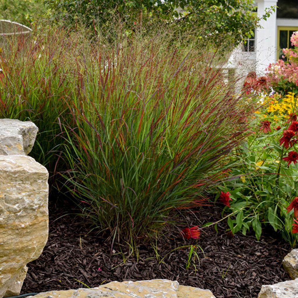 Prairie Spring Red Prairie Winds Cheyenne Sky Red Grass - Sheridan Nurseries