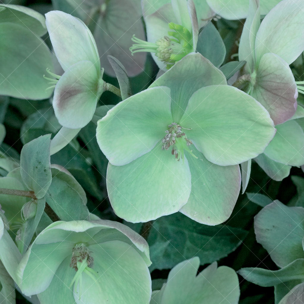 Ivory Prince Lenten Rose