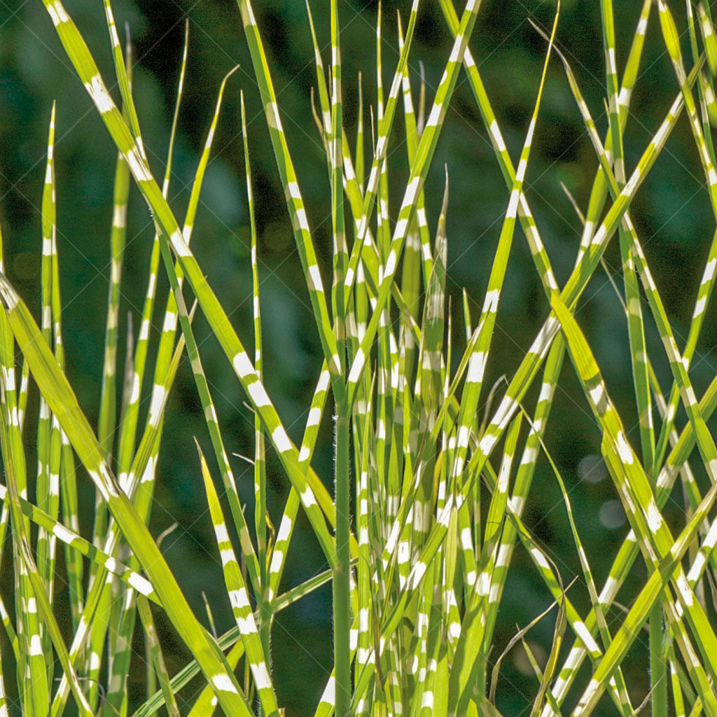 Porcupine Maiden Grass # 1 CG
